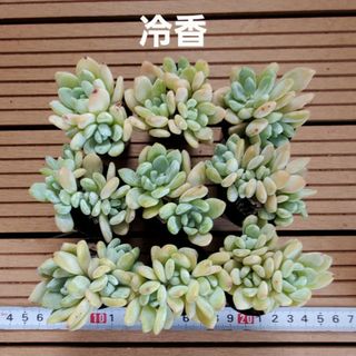 多肉植物『冷香』９苗セット(その他)