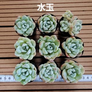 多肉植物『水玉』９苗セット(その他)