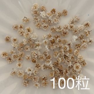 ブラウン系 かすみ草ドライフラワー100粒(ドライフラワー)