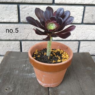 no.5多肉植物黒法師抜き苗(その他)