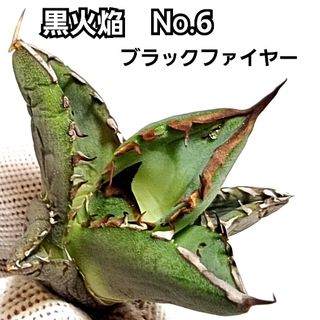 アガベ　チタノタ　ブラックファイヤー 　No.6 黒火焔　 優良血統　棘が黒い！(その他)