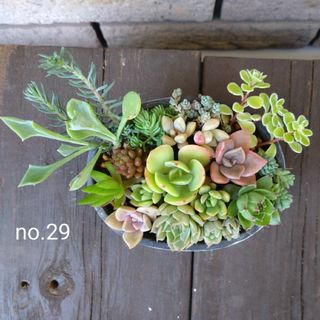 no.29多肉植物抜き苗16種セット(その他)