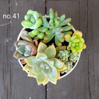 no.41多肉植物抜き苗6種セット(その他)