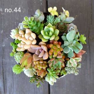 no.44多肉植物ちまちま抜き苗25種セット(その他)