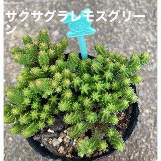 多肉植物　サクサグラレモスグリーン(その他)