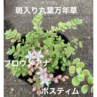 多肉植物　ブロウメアナ　斑入り丸葉万年草　ポスティム(その他)