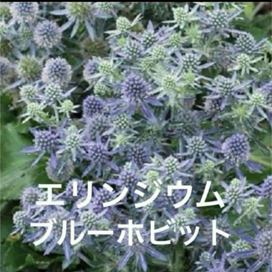 エリンジウム ブルーホビット 苗 耐寒性宿根草 ポットごと第四種郵便 2ポット ハンドメイドのフラワー/ガーデン(その他)の商品写真