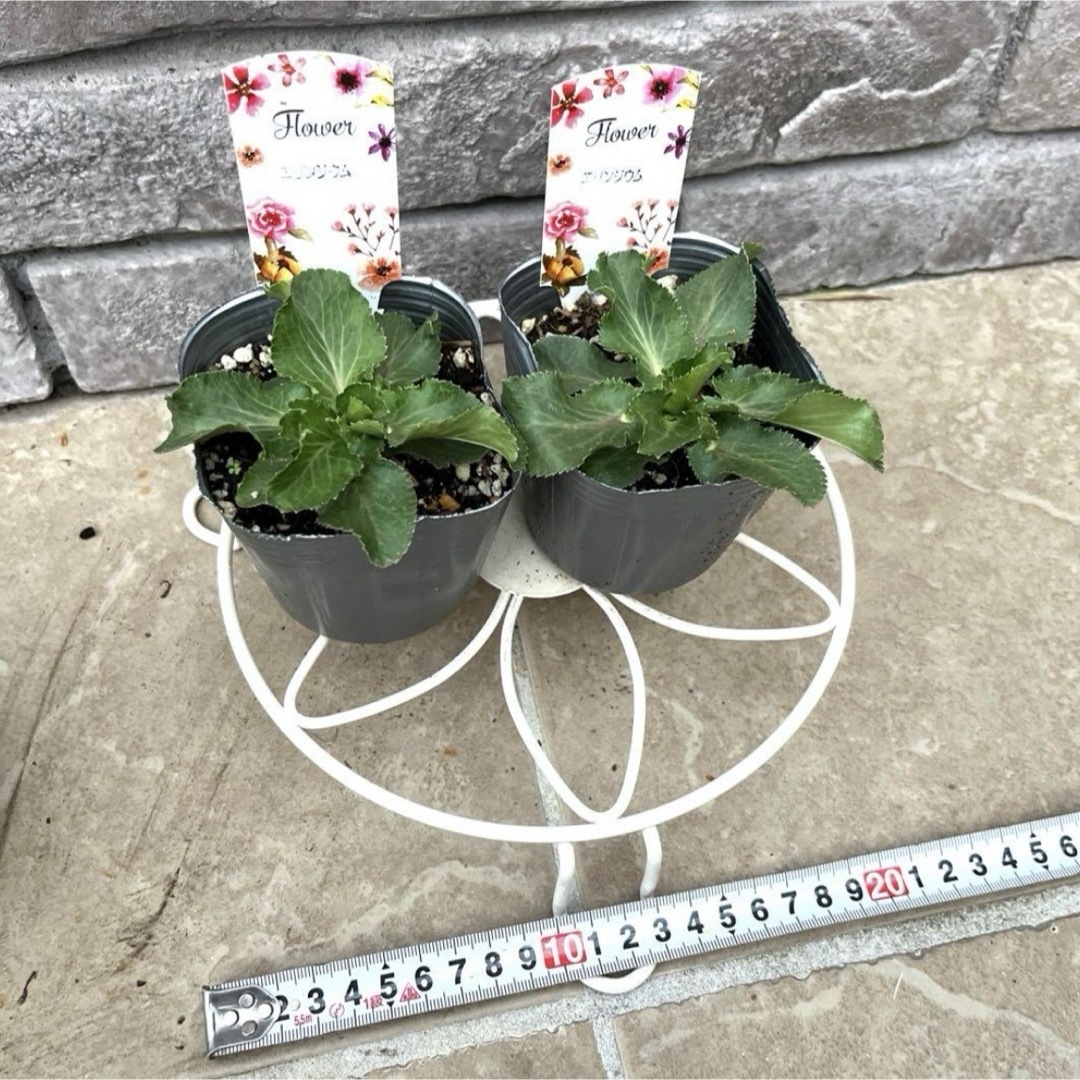 エリンジウム ブルーホビット 苗 耐寒性宿根草 ポットごと第四種郵便 2ポット ハンドメイドのフラワー/ガーデン(その他)の商品写真