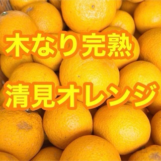 清見オレンジ　【低農薬】木なり完熟　ご家庭用(綺麗目)約5キロ　別格で甘い(フルーツ)