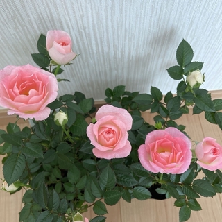 ミニ薔薇苗　ピンクチュチュオプティマ　四季咲き