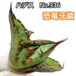 アガベ  チタノタ 　ハデス　No.336　恐竜牙歯　優良血統　 Hades(その他)