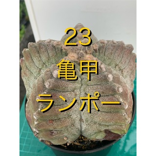 23 亀甲ランポー　袖台付　鉢付　Astrophytum myriostigma(プランター)