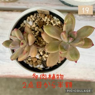 多肉植物<19  秋麗　抜き苗(その他)