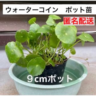 9a1☆メダカ大喜び〜☆増えるウォーターコイン☆ウォーターマッシュルーム☆水草