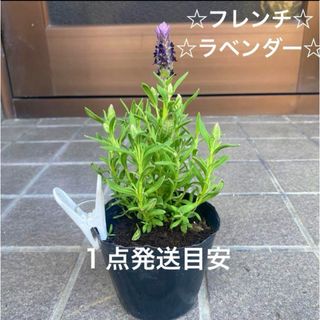 1A ☆フレンチラベンダー☆根付き苗☆ 暑さ寒さに強く☆お花も可愛い☆(プランター)