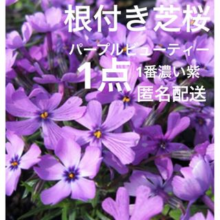 ⑨1☆根付き芝桜☆1番濃い紫☆パープルビューティー☆初心者向け(プランター)