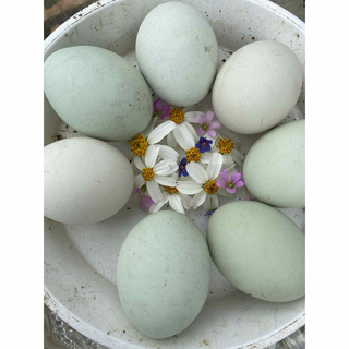 幸せを呼ぶアローカナの卵10個🥚✨️(その他)