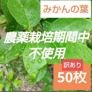 25農薬栽培期間中不使用みかん 葉 50枚　アゲハ蝶　青虫　虫　餌 みかんの葉