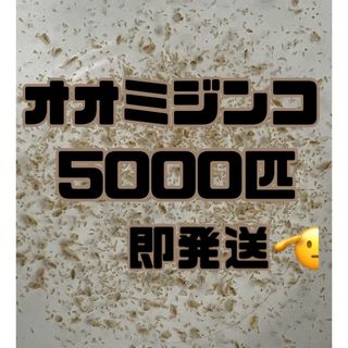 【オオミジンコ5000匹程　大小ミックス】送料無料めだか金魚etc.(アクアリウム)