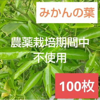 29農薬栽培期間中不使用みかん葉 100枚　アゲハ蝶　青虫　虫　餌 みかんの葉