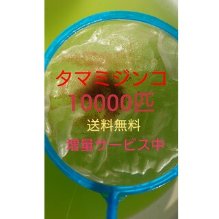 タマミジンコ　約10000匹　グリーンウォーター メダカの餌　活餌(アクアリウム)