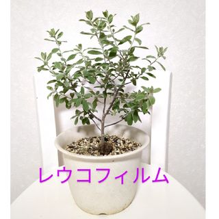 🌺レウコフィルム 苗 鉢発送 ラクマパック(その他)