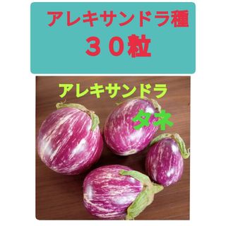 ナス種　アレキサンドラ　タネの出品(野菜)