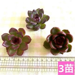 多肉植物 ブラックローズ 3苗セット カット苗(その他)