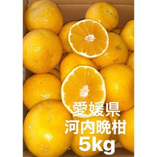 愛媛県産　宇和ゴールド　河内晩柑　柑橘　5kg(フルーツ)