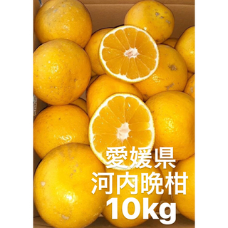 愛媛県産　宇和ゴールド　河内晩柑　柑橘　10kg(フルーツ)