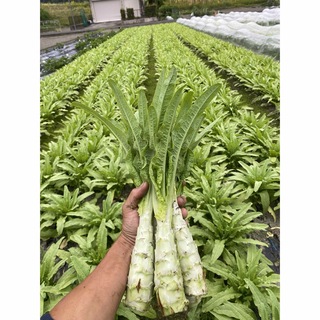 徳島県産 茎レタス ステムレタス5kg(野菜)