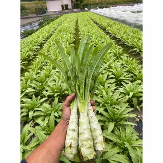 徳島県産 茎レタス ステムレタス2kg(野菜)
