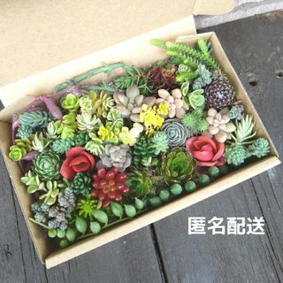 おまかせ②匿名配送★多肉植物おまかせ詰め合わせセット(その他)