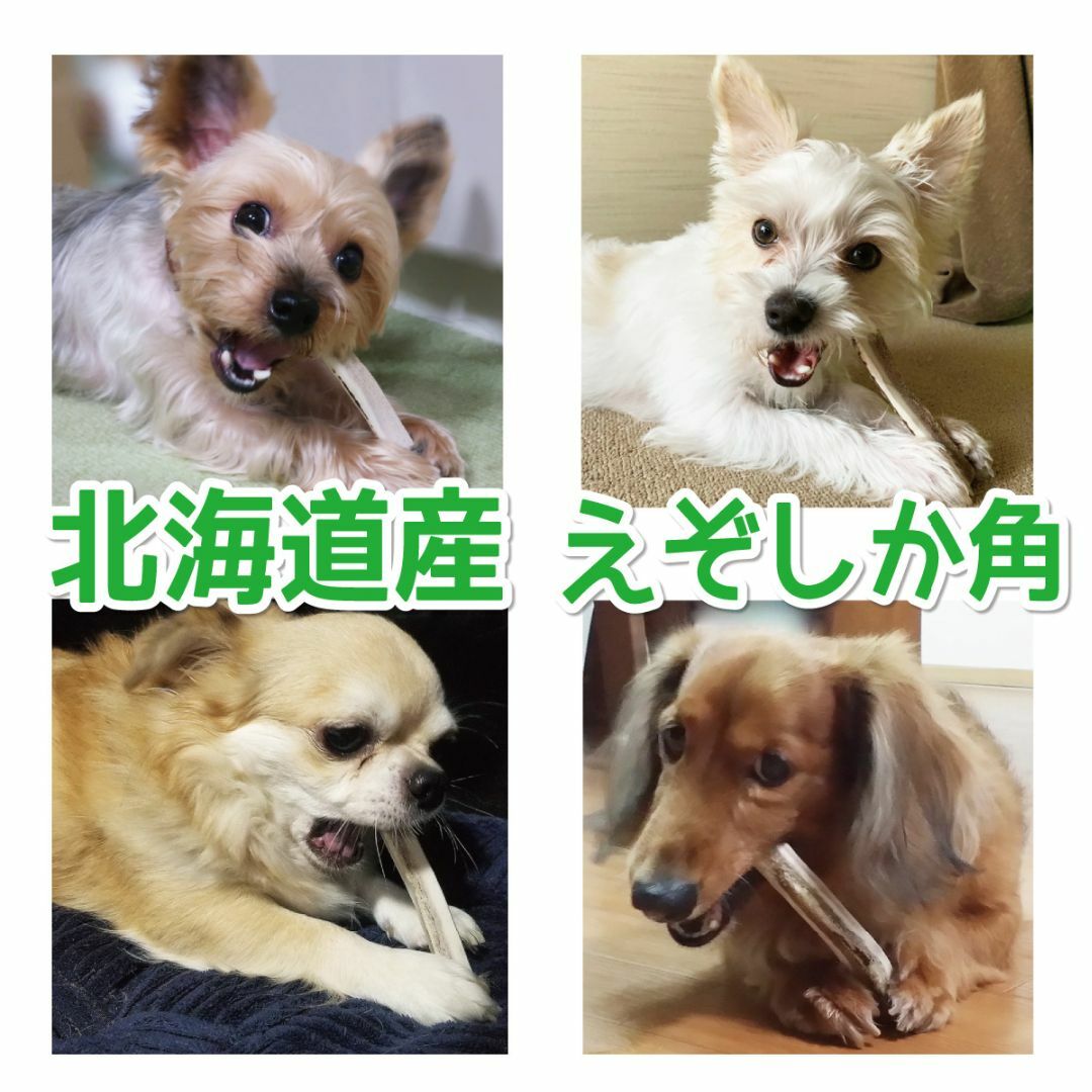 小型犬用 エゾ鹿の角 4半割り２本 北海道産 犬のおもちゃ 17216 その他のペット用品(犬)の商品写真