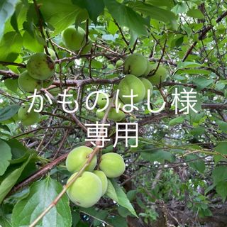 【かものはし様】　