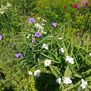 ムラサキツユクサ白花紫花セット(その他)