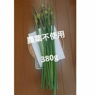 ニンニクの芽  380g  無農薬(野菜)
