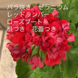 お値下げ　バラ咲き　ゼラニウム　レッドランバーローズブート　根つき　花蕾つき(その他)