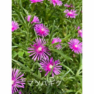 大量　マツバギク　松葉菊　葉挿し　カット苗　グランドカバー　🟢匿名配送　300g(その他)