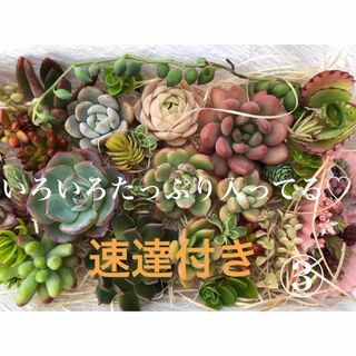 セール中♡多肉植物(カット苗) カラフルなセット♪ このままお届け♡シャルモン入(その他)