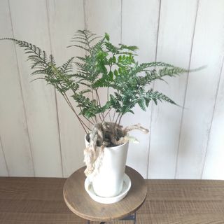 シダ【シノブ】観葉植物‼️高級セラアート鉢受け皿付！ボリューム◎(プランター)