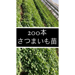 さつまいも苗  200本  組み合わせ自由(その他)