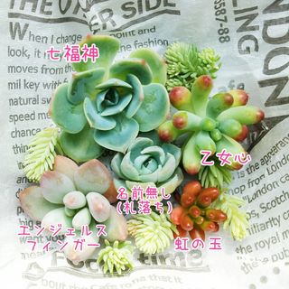 【多肉植物】七福神 乙女心 虹の玉etc.カット苗 寄植え多肉セット