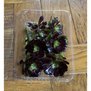 多肉植物　黒法師　アエオニウム　カット苗50g(プランター)