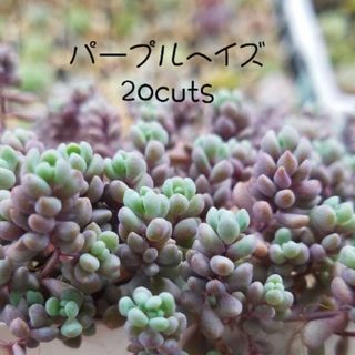 多肉植物　セダム　パープルヘイズ(その他)