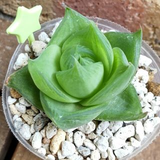 多肉植物  ラモサ(ハオルチア)(その他)
