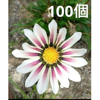 ガザニア　種　白＆ピンク　100個以上　d(その他)