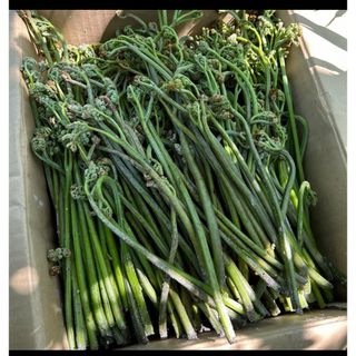 採れたて！青森県産天然わらび800g(野菜)