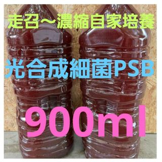 ♥大特価♥走召〜濃縮自家培養PSB900ml培養♥大特価♥走召〜濃縮自家培養PS(アクアリウム)