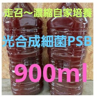 ♥大特価♥走召〜濃縮自家培養PSB900ml培養♥大特価♥走召〜濃縮自家培養PS(アクアリウム)